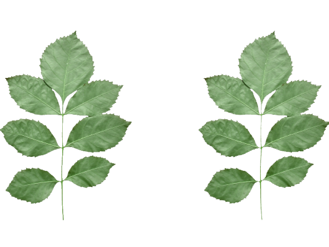 PlayPen_AlphaToCoverage10 original